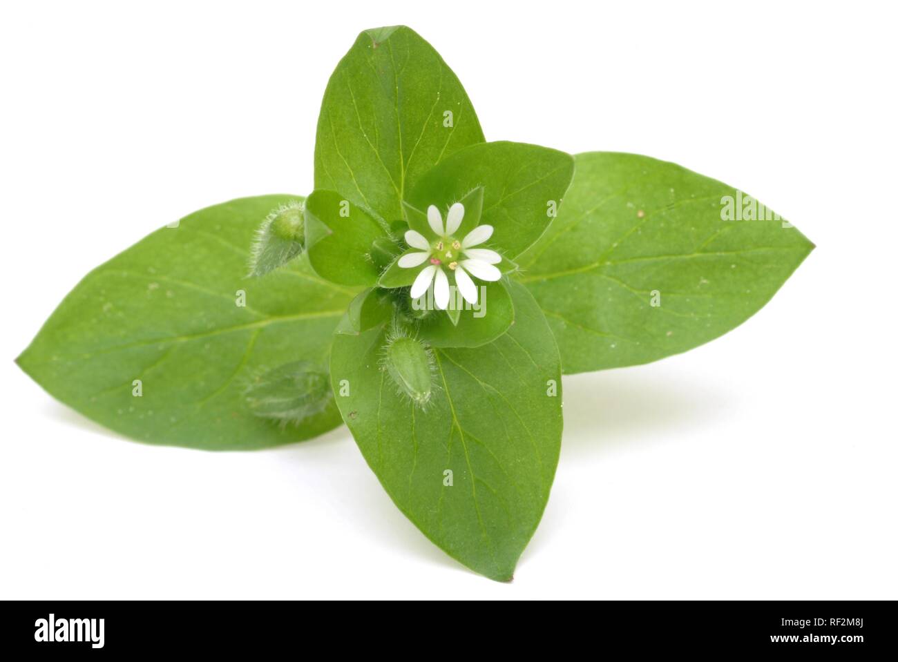 Chickweed (Stellaria media), medicinal plant Stock Photo