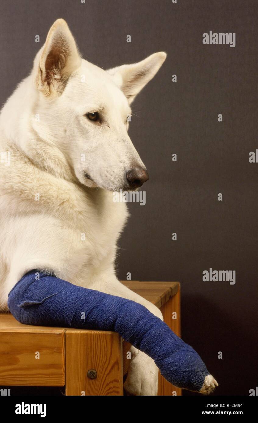 White German Shepherd with a bandaged paw Stock Photo