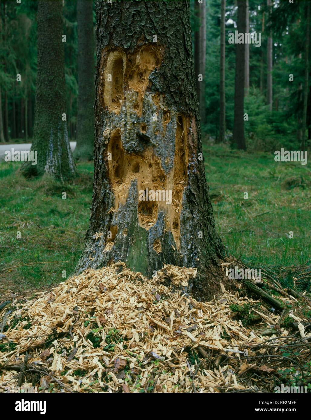 Tree damaged by bark beetles (Scolytinae) Stock Photo