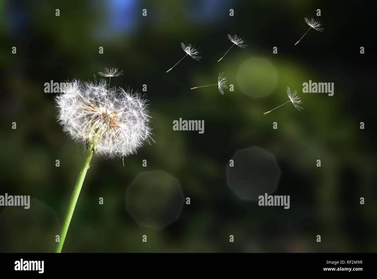 nature dandelion flower seed close-up foreground growth softness Stock Photo