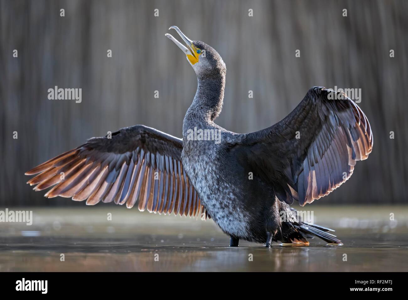 Great cormorant (Phalacrocorax carbo) feather drying, National Park Kiskunság, Hungary Stock Photo