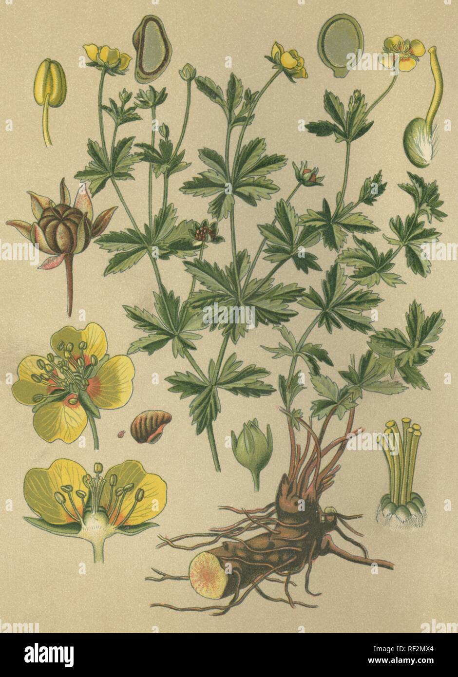 Tormentil or Septifoil (Tormentilla, Potentilla erecta), medicinal plant, historical chromolithograph dated to 1880 Stock Photo