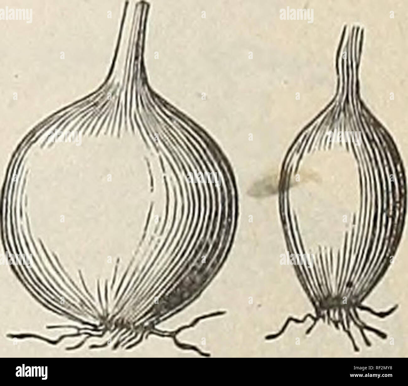 . Catalogue 1891 : W. R. Strong Company California seeds, trees &amp; nursery stock. Nurseries (Horticulture) California Sacramento Catalogs; Vegetables Seeds Catalogs; Trees Seeds Catalogs; Flowers Seeds Catalogs; Fruit trees Seedlings Catalogs. Parsnip. The value of the Parsnip for the table depends solely on the careful selection of the best roots and most thorough cul- tivation. As the seed is slow to germinate, too much care cannot be taken with planting. The soil must be warm and mellow. The earth should be firmly pressed over the seed. It should be covered to the depth of half an inch.  Stock Photo