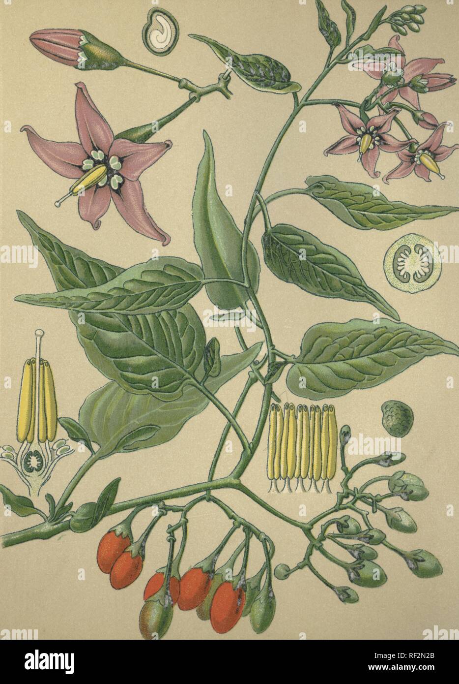 Bittersweet (Solanum dulcamara) aka Bitter Nightshade, Blue Bindweed, Climbing Nightshade or Fellenwort, medicinal plant, Stock Photo