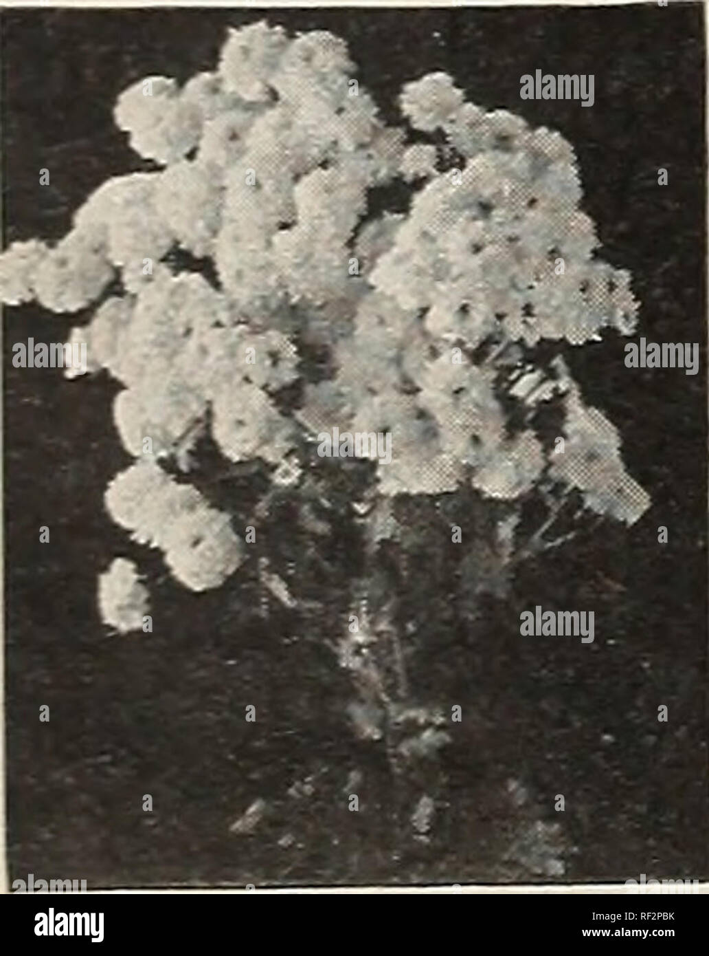 Catalog Spring 1960 Nurseries Horticulture North Carolina