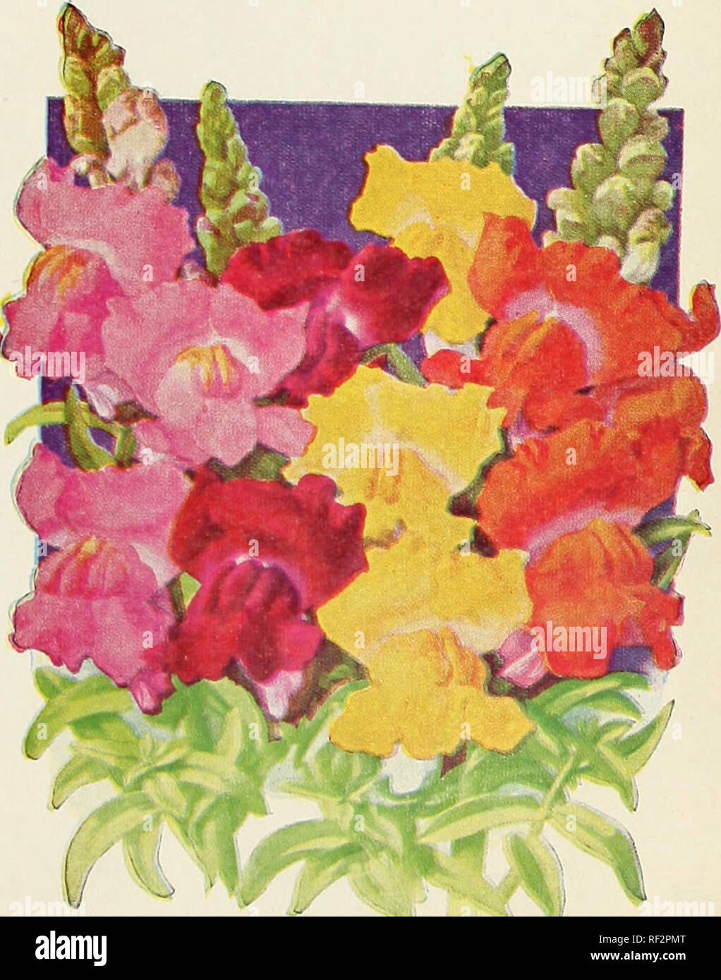 . [Catalog] : spring 1960. Nurseries (Horticulture) North Carolina ...