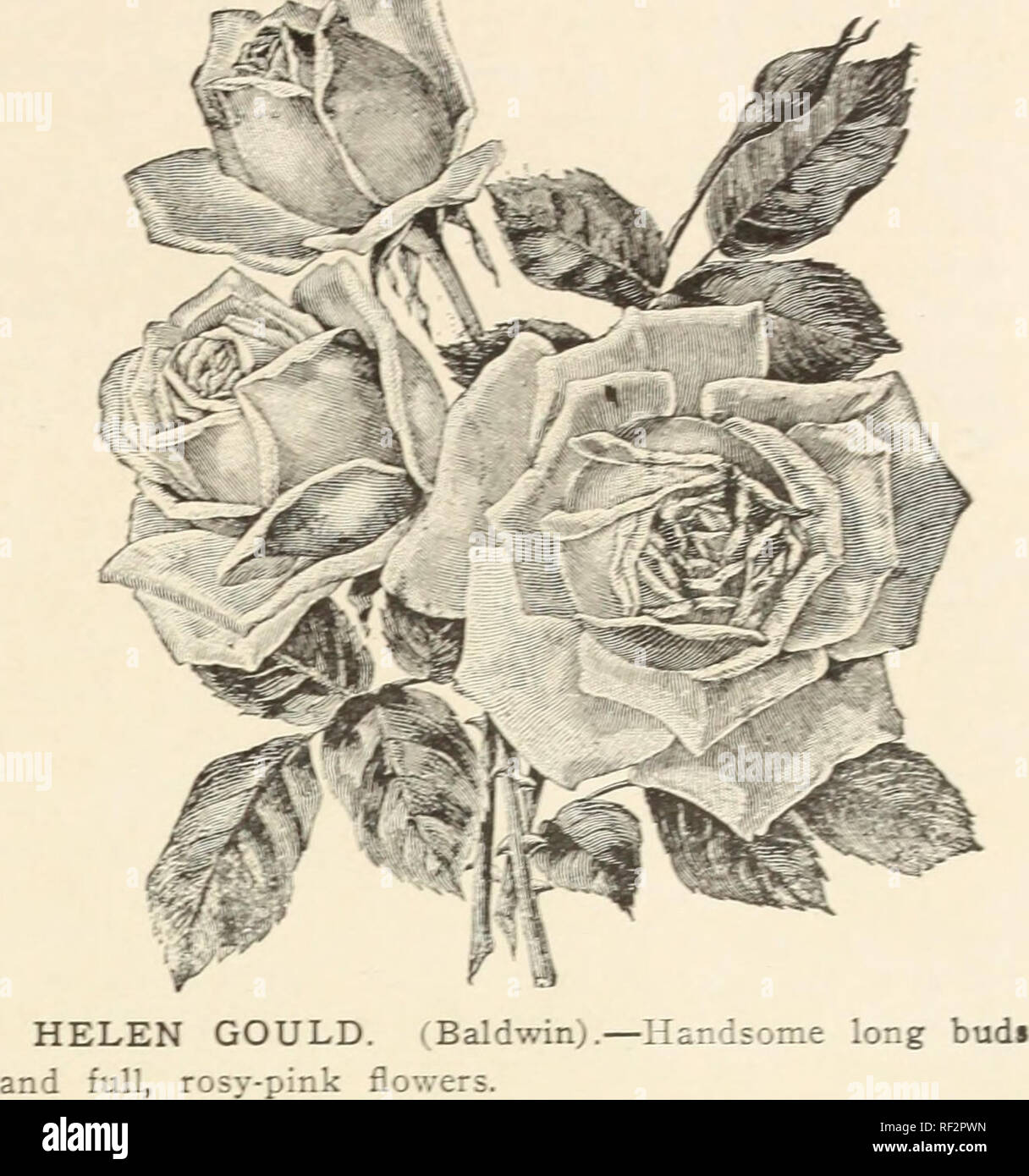 Catalog Of Hardy Perennials Shrubs Vines Roses Hedge Plants Evergreen Trees Small Fruits And Garden Roots With Illustrations And Comments No 1 Trees Catalogs Flowers Catalogs Plants Catalogs Horticulture Catalogs