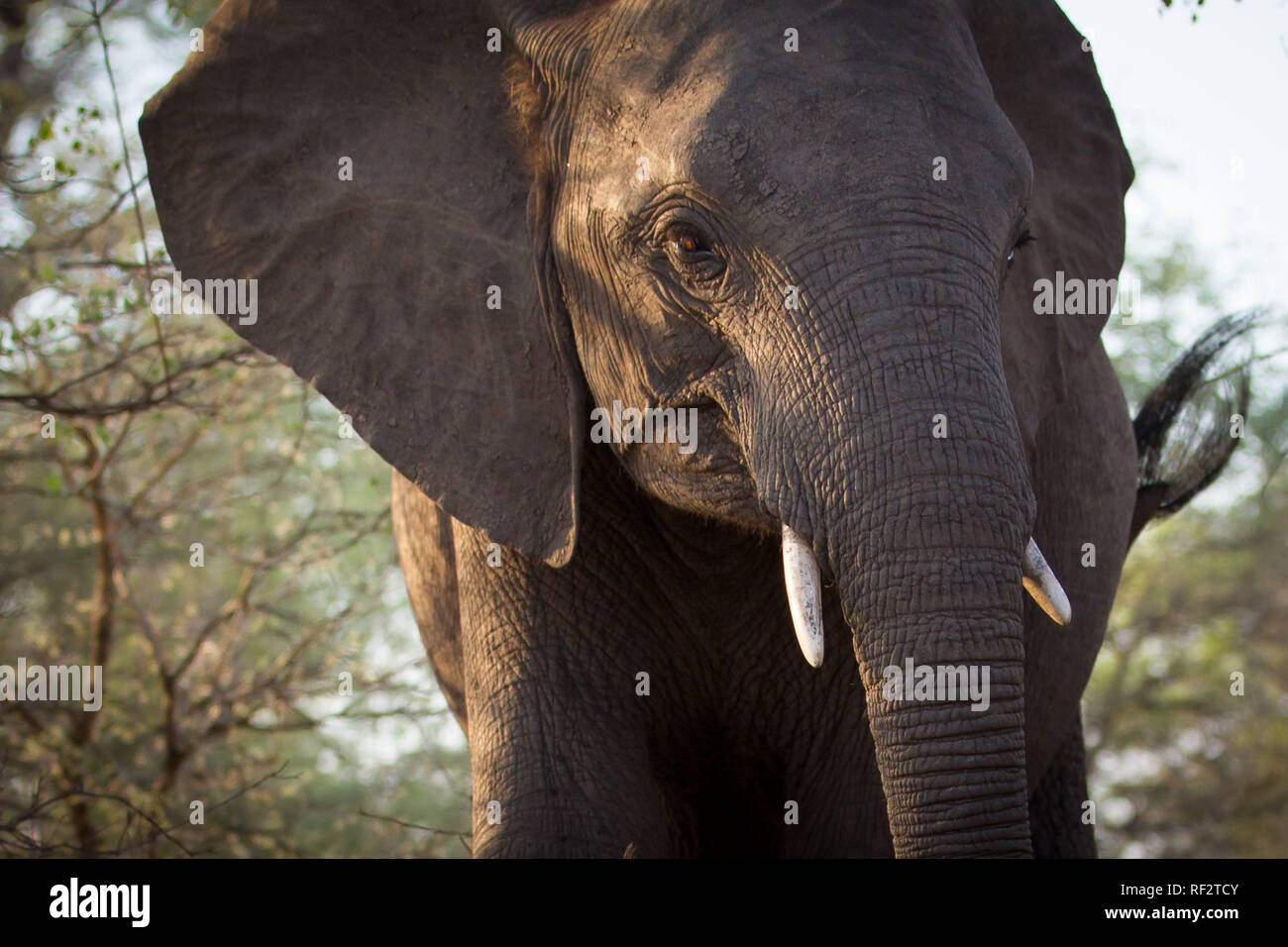 African elephant, Loxodonta africana, are frequently spotted by visitors on safari in Majete Wildlife Reserve, Malawi. Stock Photo