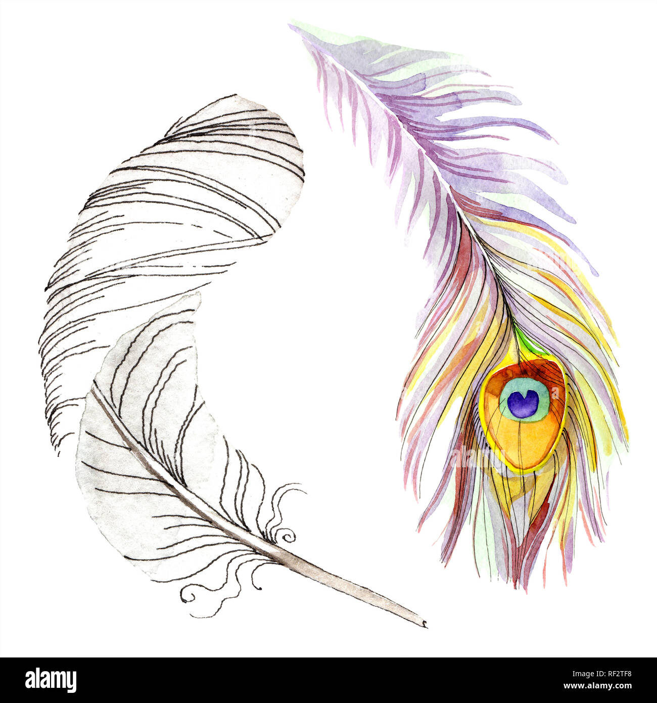 Colorful bird feather from wing isolated. Aquarelle feather for ...