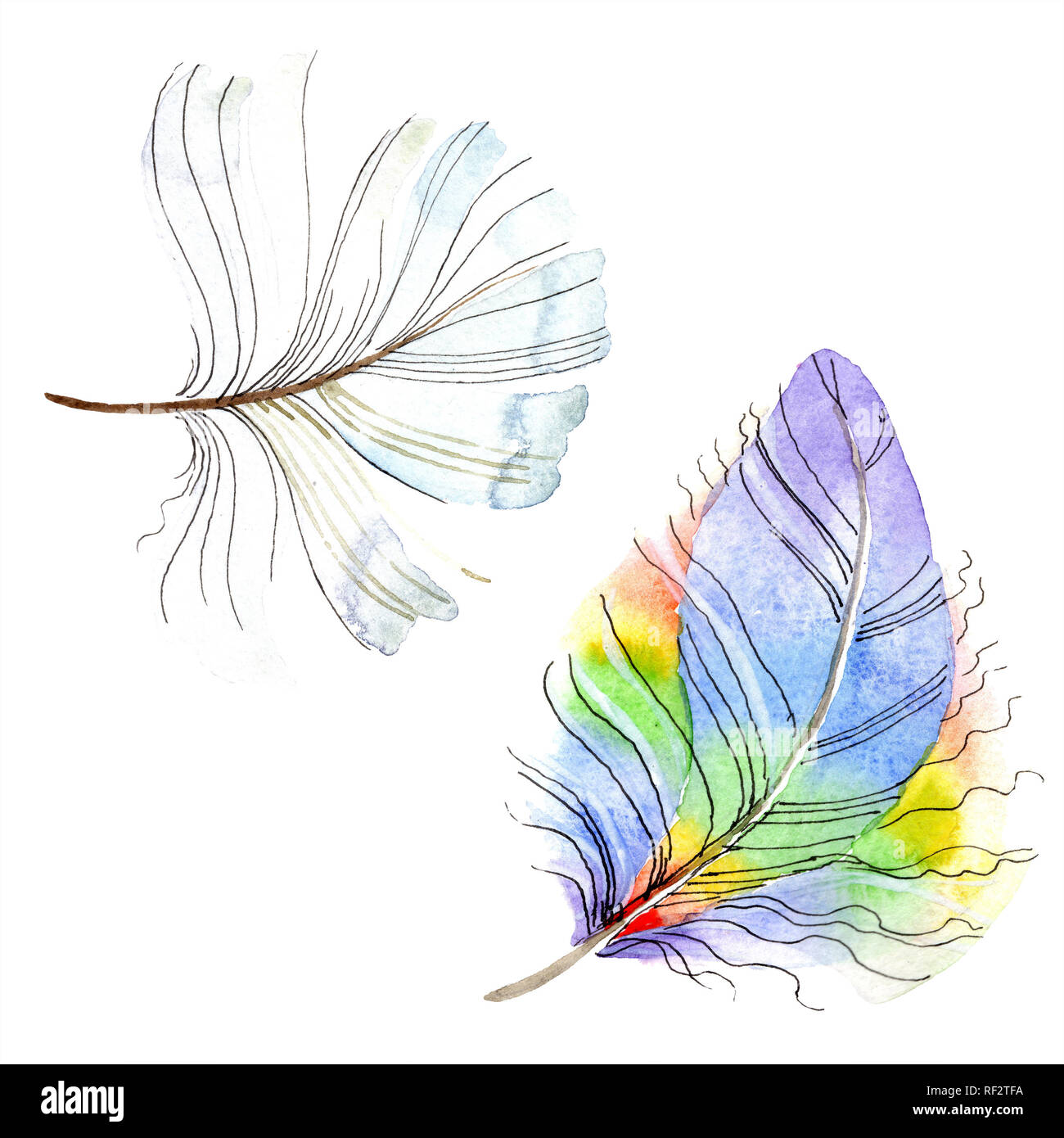 Colorful bird feather from wing isolated. Aquarelle feather for ...