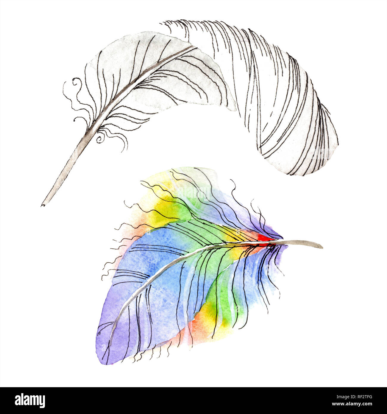 Colorful bird feather from wing isolated. Aquarelle feather for ...