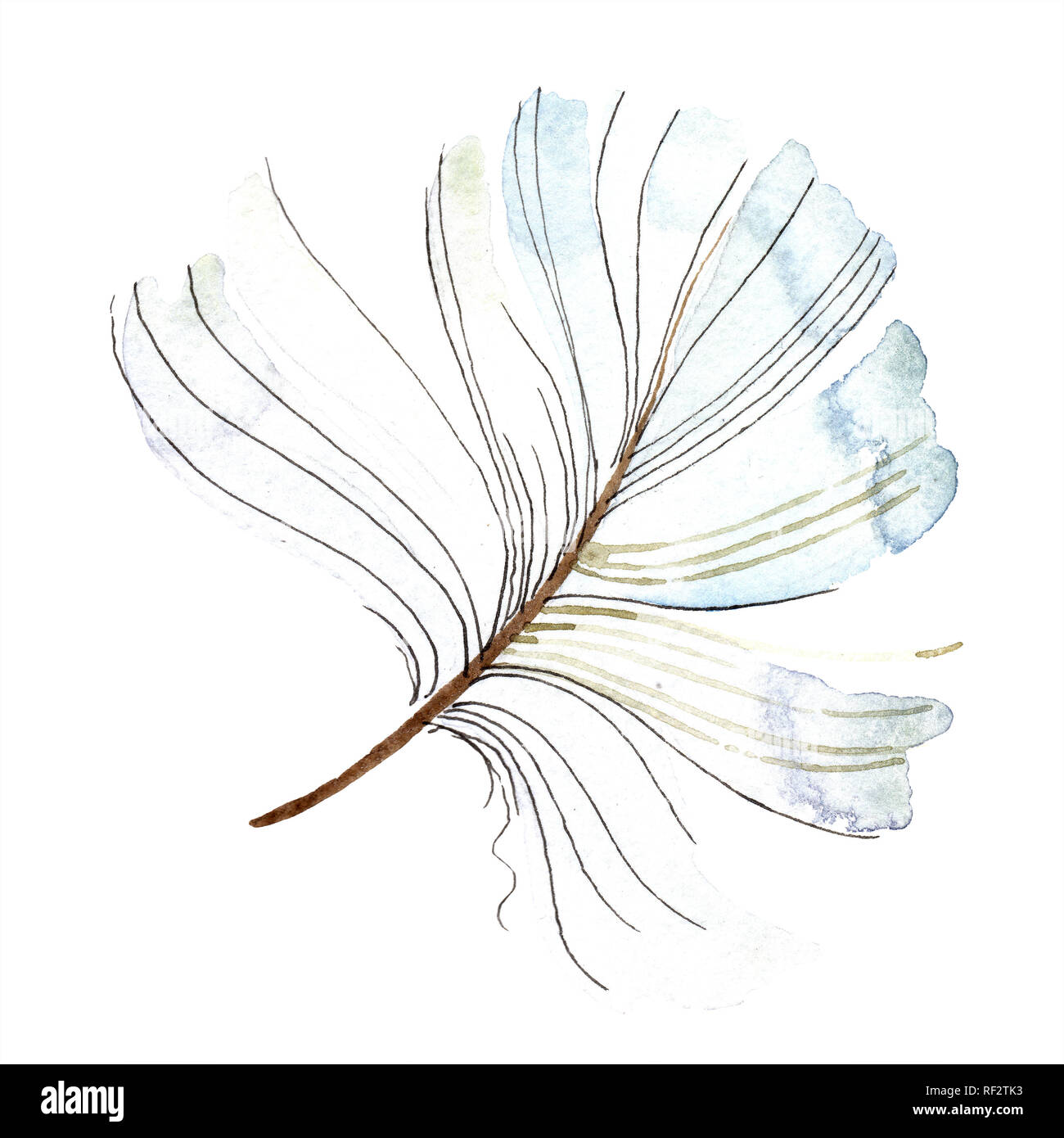 White bird feather from wing isolated. Aquarelle feather for background ...