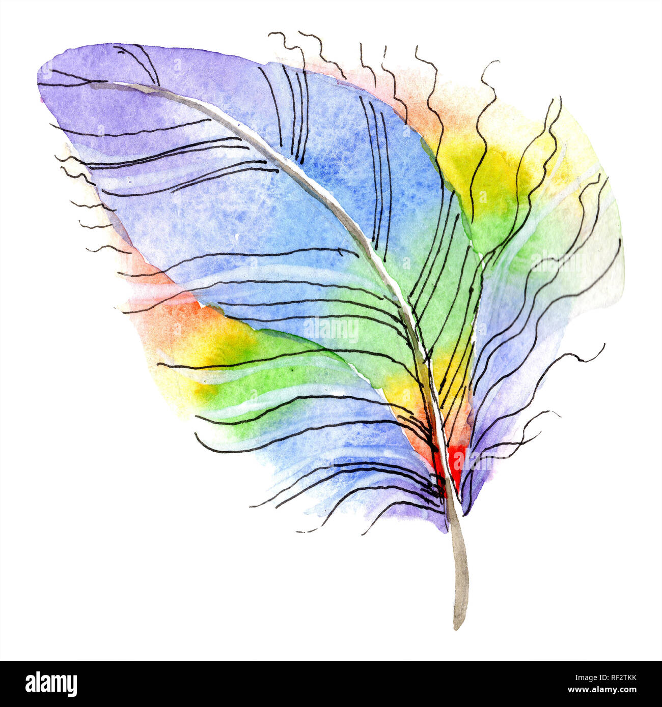 Colorful bird feather from wing isolated. Aquarelle feather for ...