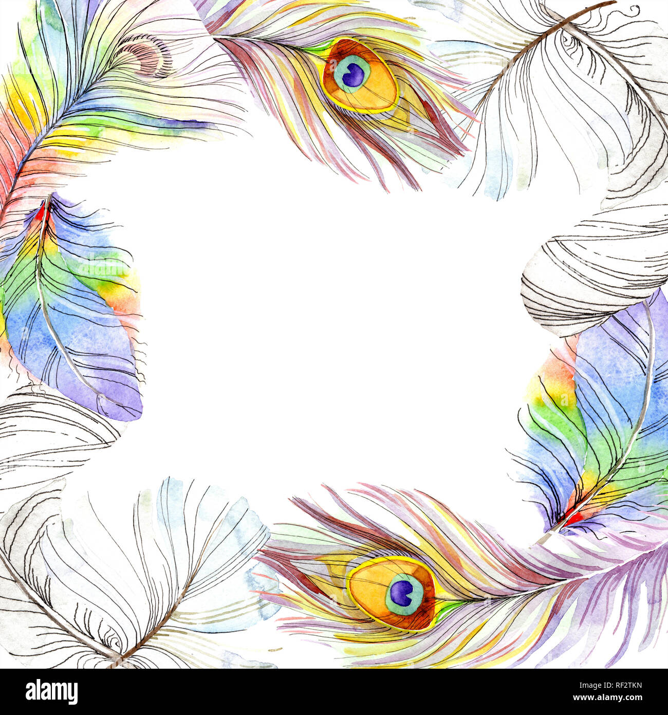 Colorful bird feather from wing isolated. Aquarelle feather for frame ...