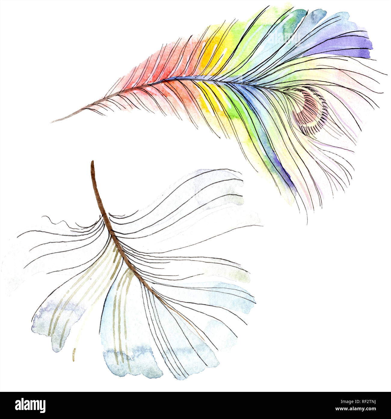 Colorful bird feather from wing isolated. Aquarelle feather for ...
