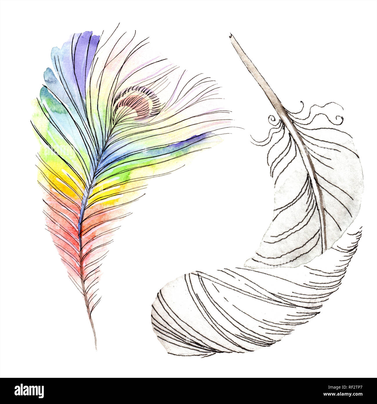 Colorful bird feather from wing isolated. Aquarelle feather for ...