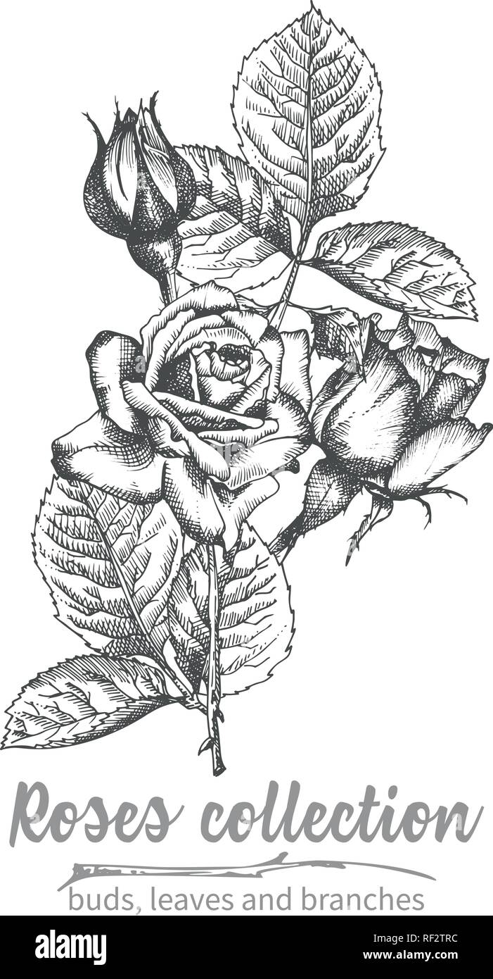 Hand Drawn Sketch Bouquet Of Roses Detailed Vintage