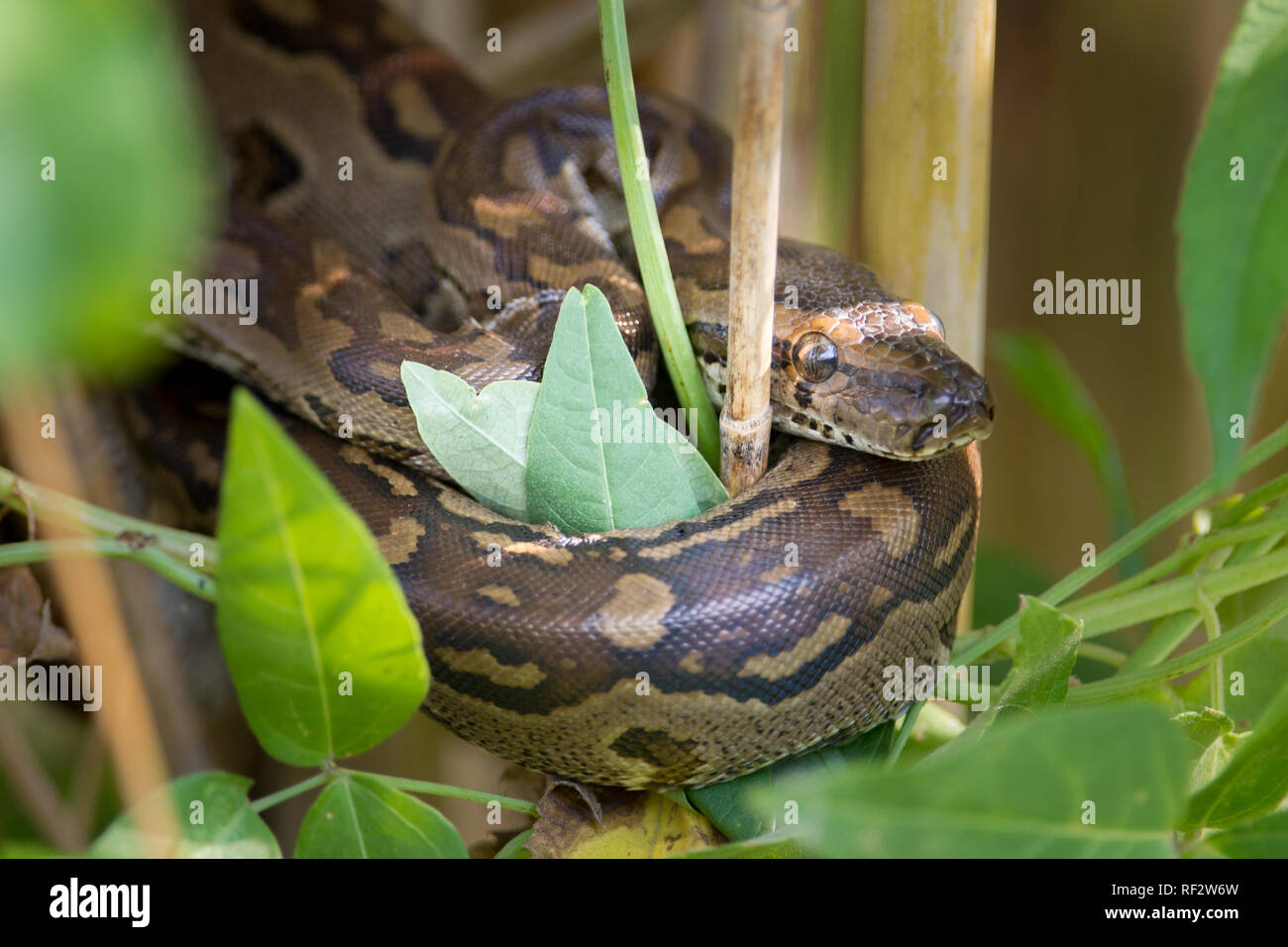 African rock python, python sebae, is the biggest snake in Africa and kills its prey by constriction. Stock Photo