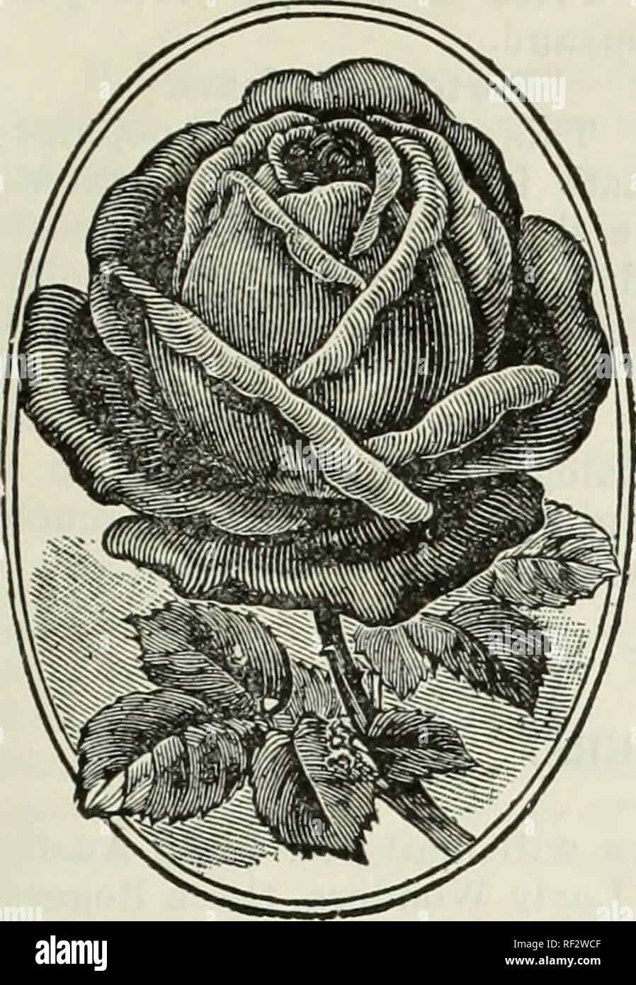 . Catalog from Fitzgerald's Nursery. Fruit Seeds Catalogs; Vegetables