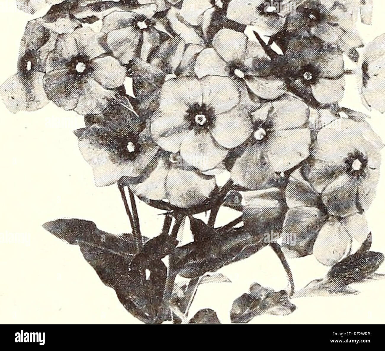 Gardening Plant Catalogs