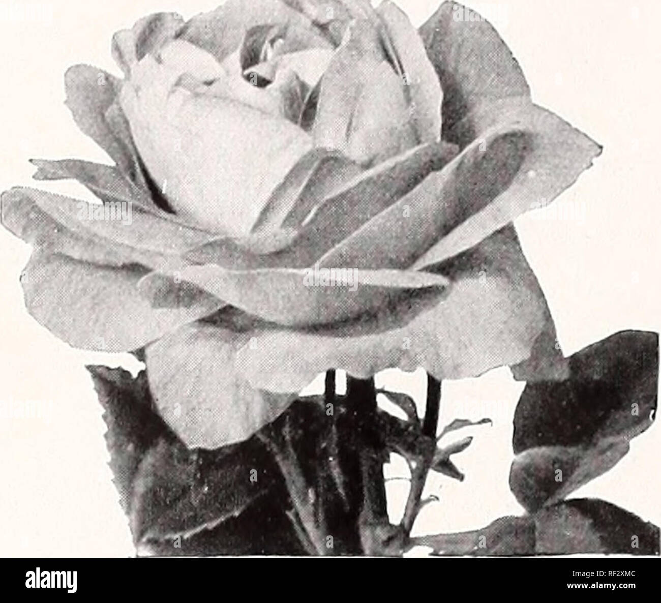 . Catalog c. Nurseries (Horticulture) Texas Tyler Catalogs; Nursery