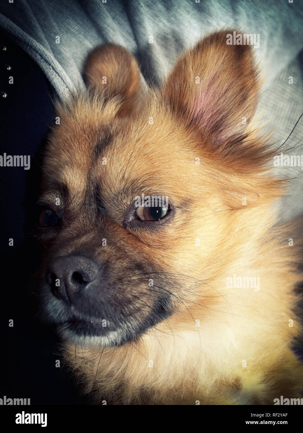 Closeup portrait of one adorable dog. Stock Photo