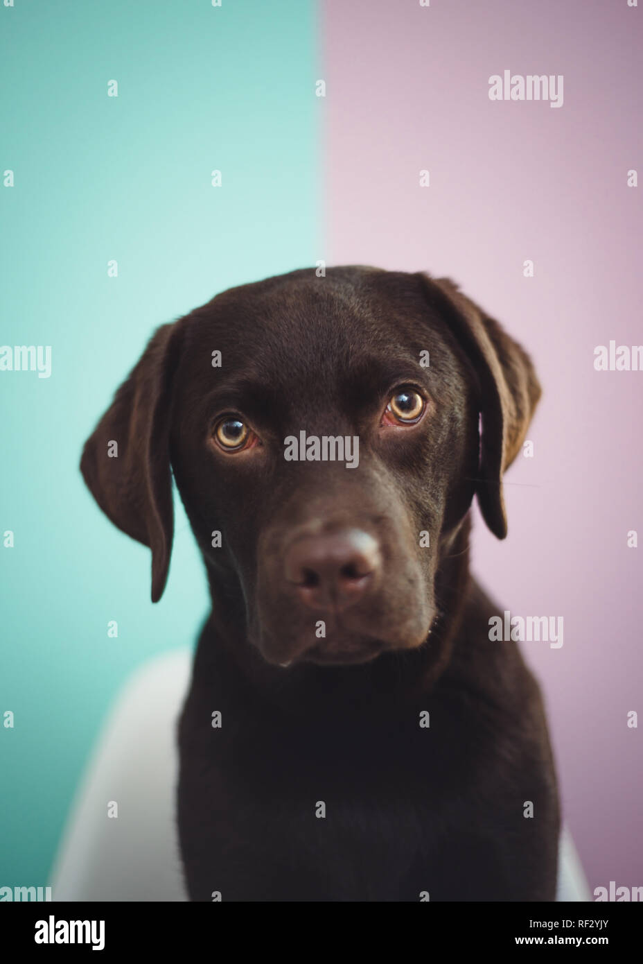 Chocolate brown lab puppy, looking at camera in front of a colorful wall. Adorable face. Stock Photo