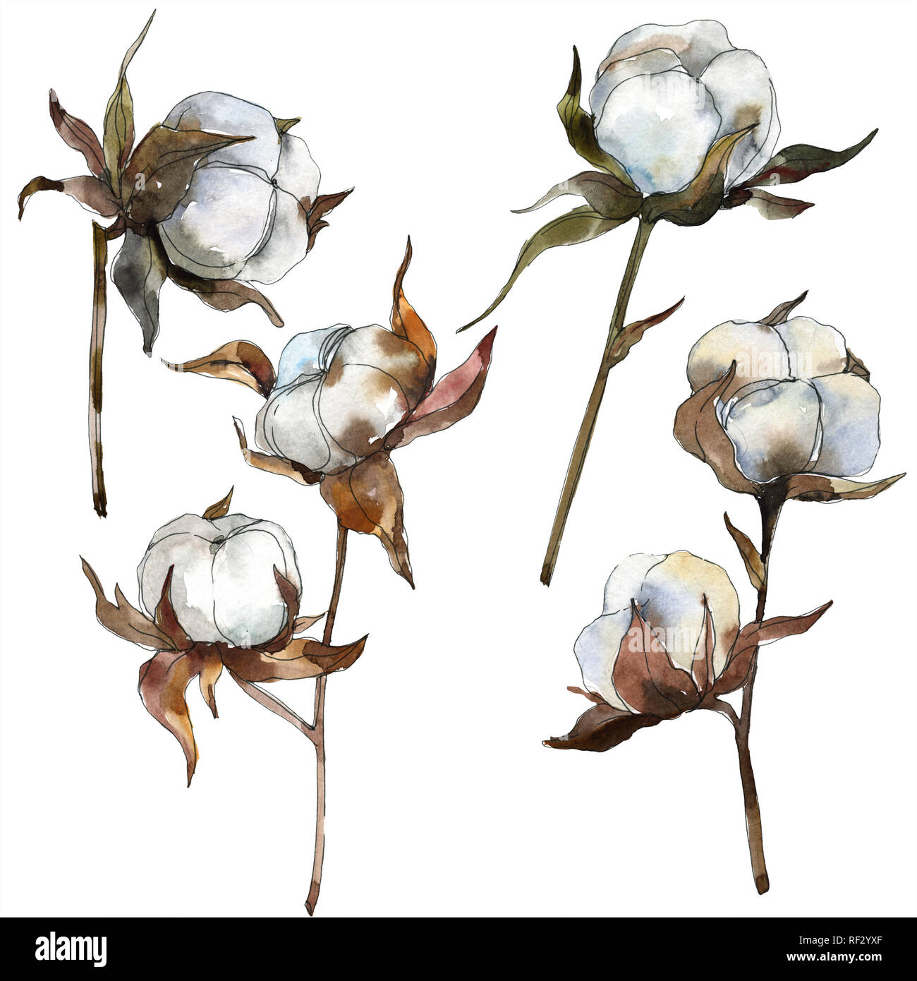 Cotton floral botanical flower. Watercolor background illustration set