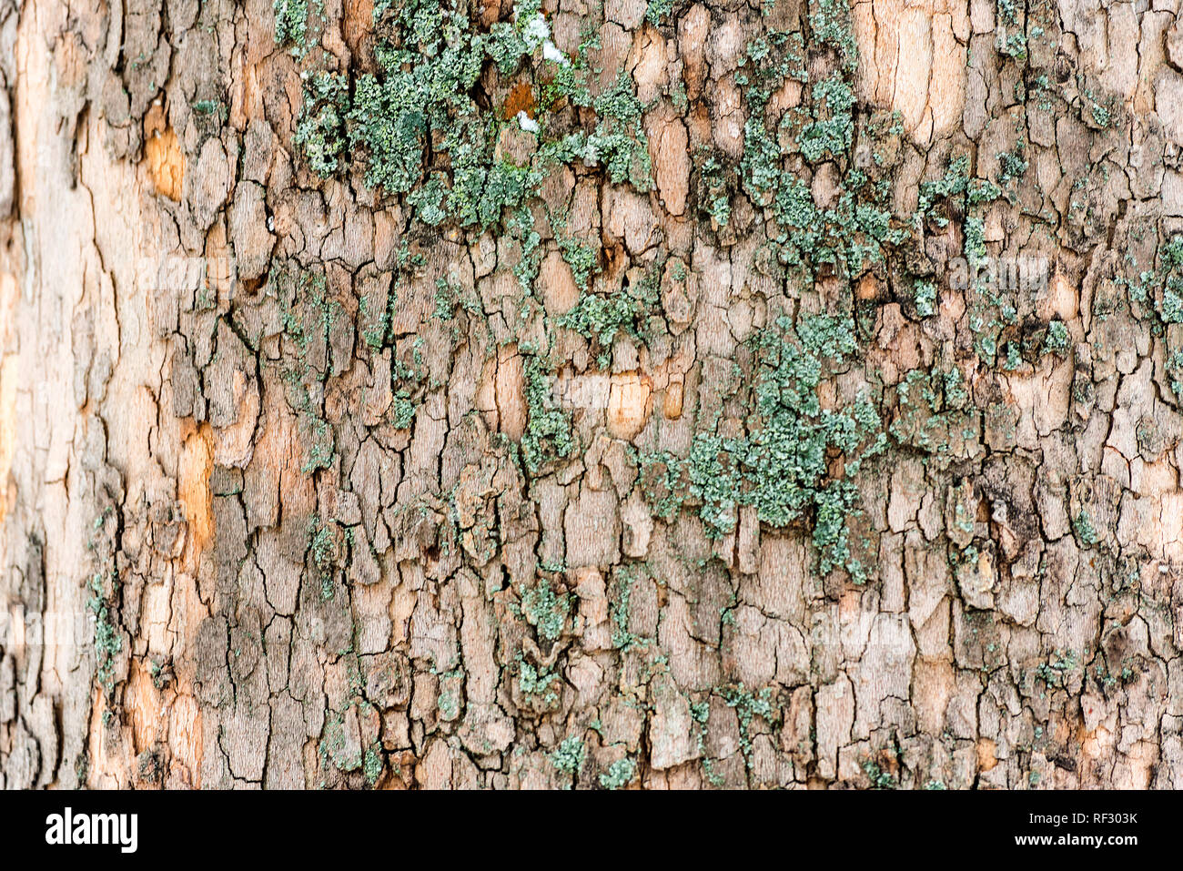 Elm tree bark hires stock photography and images Alamy
