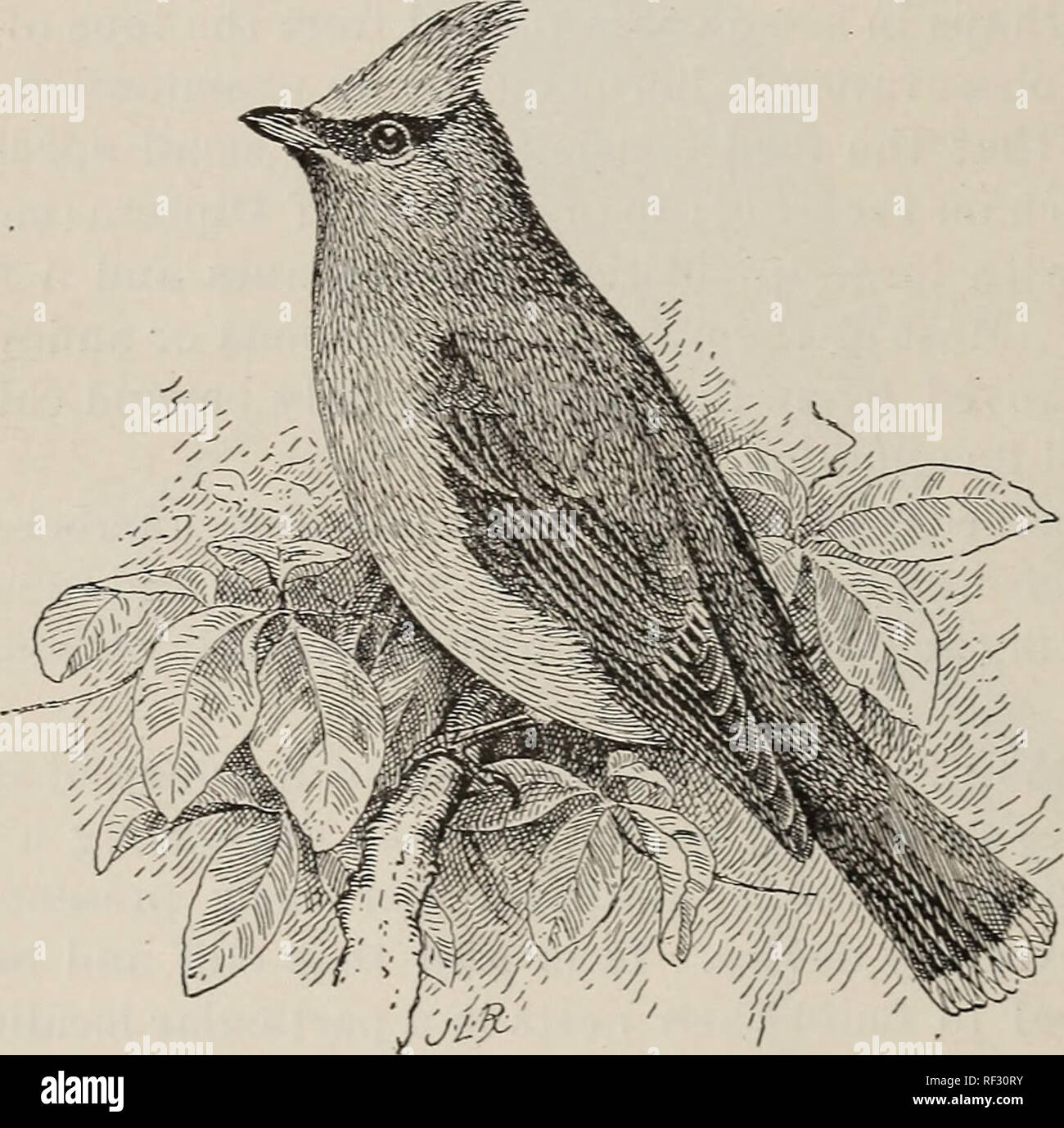 Some Common Birds In Their Relation To Agriculture Birds - 