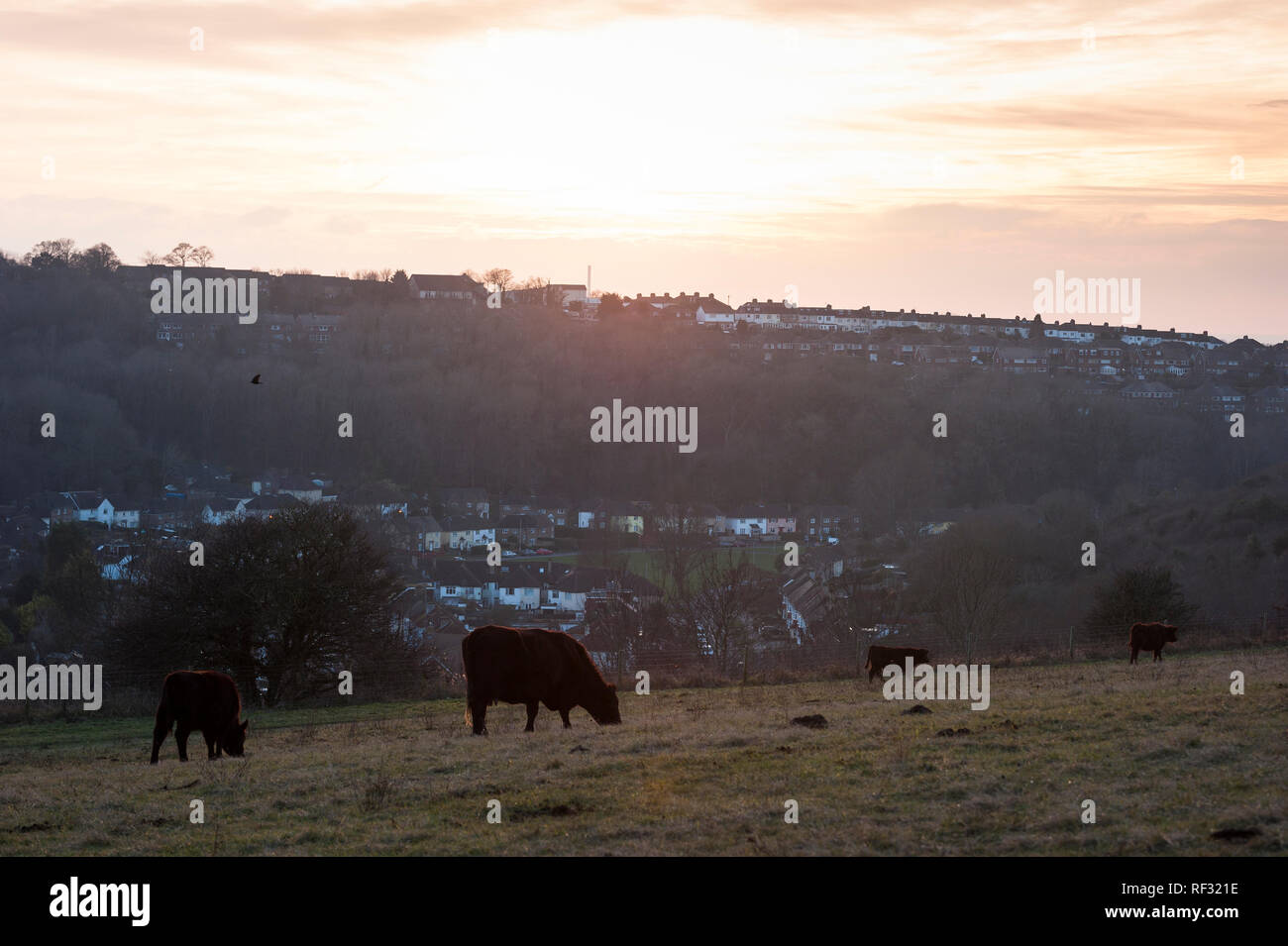 Brighton, East Sussex. 23rd January 2019. UK Weather. Freezing temperatures at dusk on the south coast as cows graze on Bevendean Down, where the picturesque South Downs National Park meets Brighton & Hove, pictured in the background. Credit: Francesca Moore/Alamy Live News Stock Photo