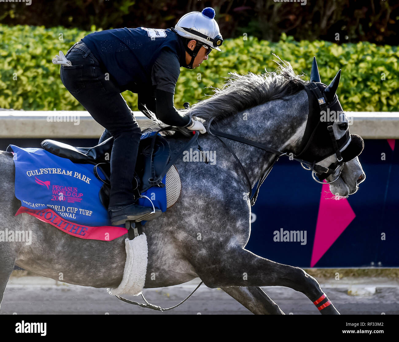 Hallandale Beach, Florida, USA. 23rd Jan, 2019. January 23, 2019: Aerolithe prepares for the Pegasus World Cup Invitational at sunrise on January 23, 2019 at Gulfstream Park in Hallandale Beach, Florida. John Voorhees/Eclipse Sportswire/CSM/Alamy Live News Stock Photo