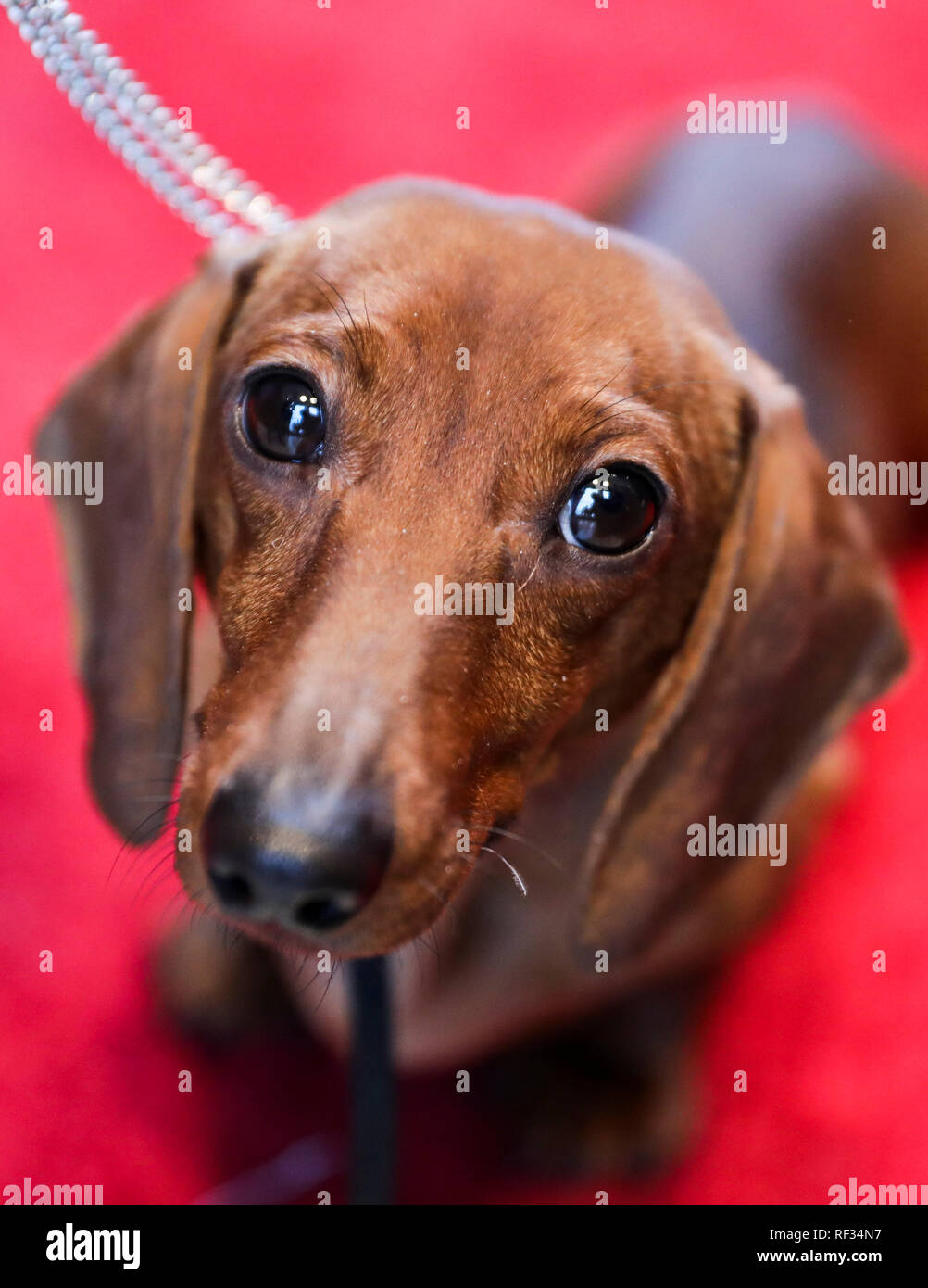 New York, USA. 23rd Jan, 2019. A Miniature Smooth Dachshund is seen at a press preview of the 143rd Annual Westminster Kennel Club Dog Show in New York, the United States, Jan. 23, 2019. The 143rd Annual Westminster Kennel Club Dog Show will be held on Feb. 11 to 12. Credit: Wang Ying/Xinhua/Alamy Live News Stock Photo