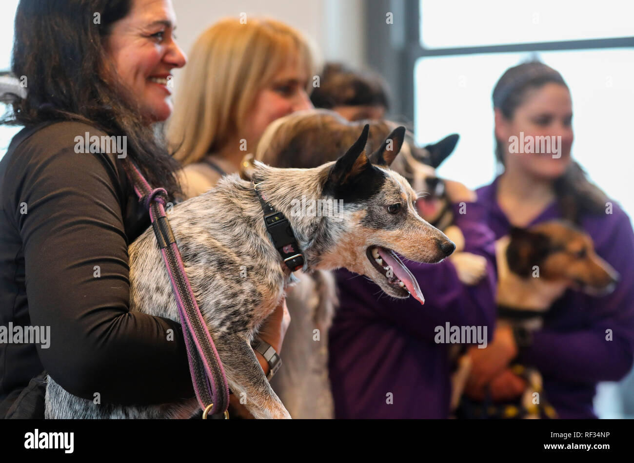New York, USA. 23rd Jan, 2019. Dogs are seen during an agility demonstration at a press preview of the 143rd Annual Westminster Kennel Club Dog Show in New York, the United States, Jan. 23, 2019. The 143rd Annual Westminster Kennel Club Dog Show will be held on Feb. 11 to 12. Credit: Wang Ying/Xinhua/Alamy Live News Stock Photo