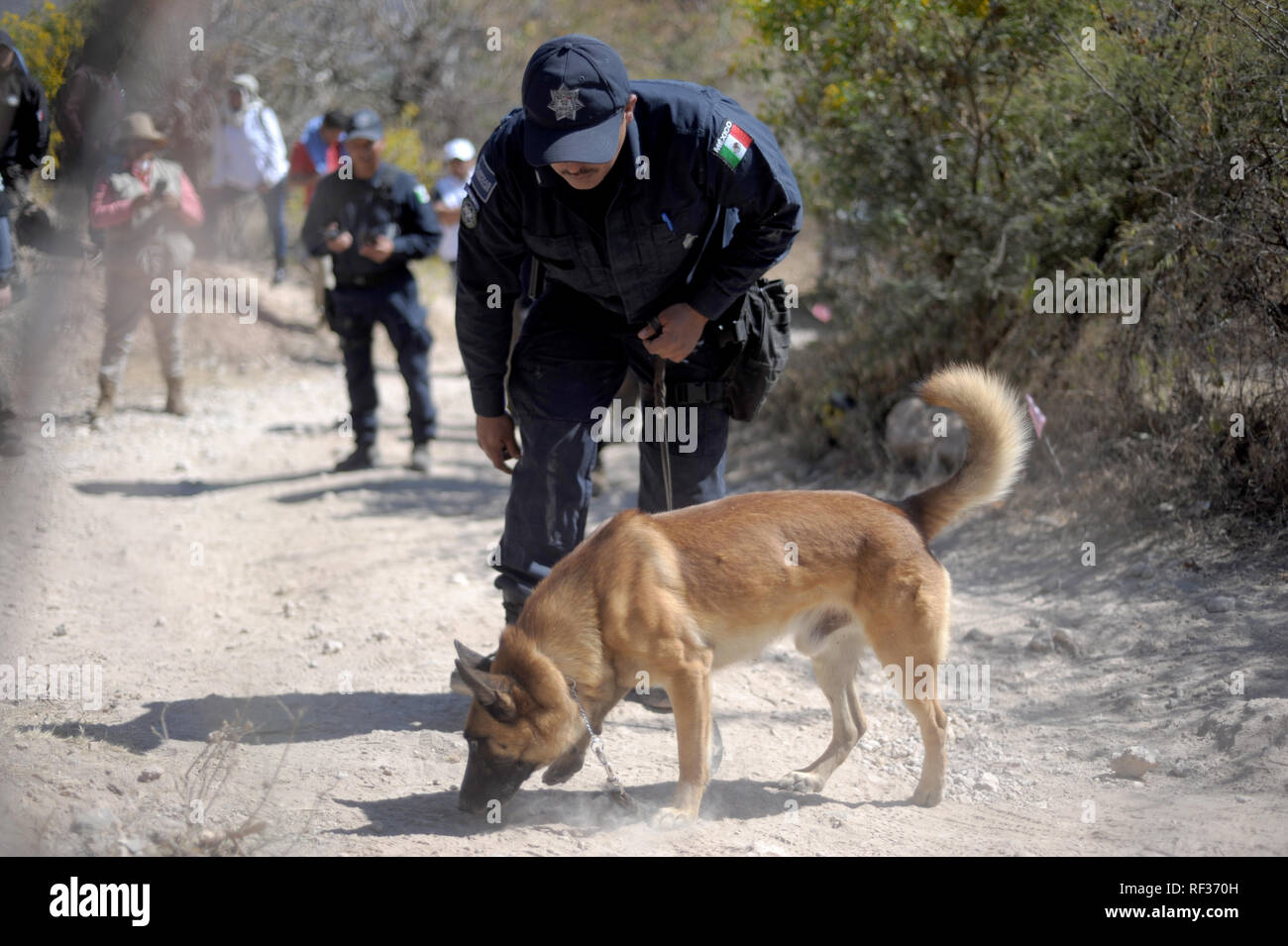 23 January 2019, Mexico, Huitzuco: A police sniffer dog helps in the search for hidden graves. More than 40,000 people are considered missing in Mexico. A group of relatives tries on their own to find hidden graves and thus perhaps to make the mourning possible for some families. (to dpa "The Search for Certainty - Hidden Tombs in Mexico" of 24.01.2019) Photo: Jesus Alvarado/dpa Stock Photo