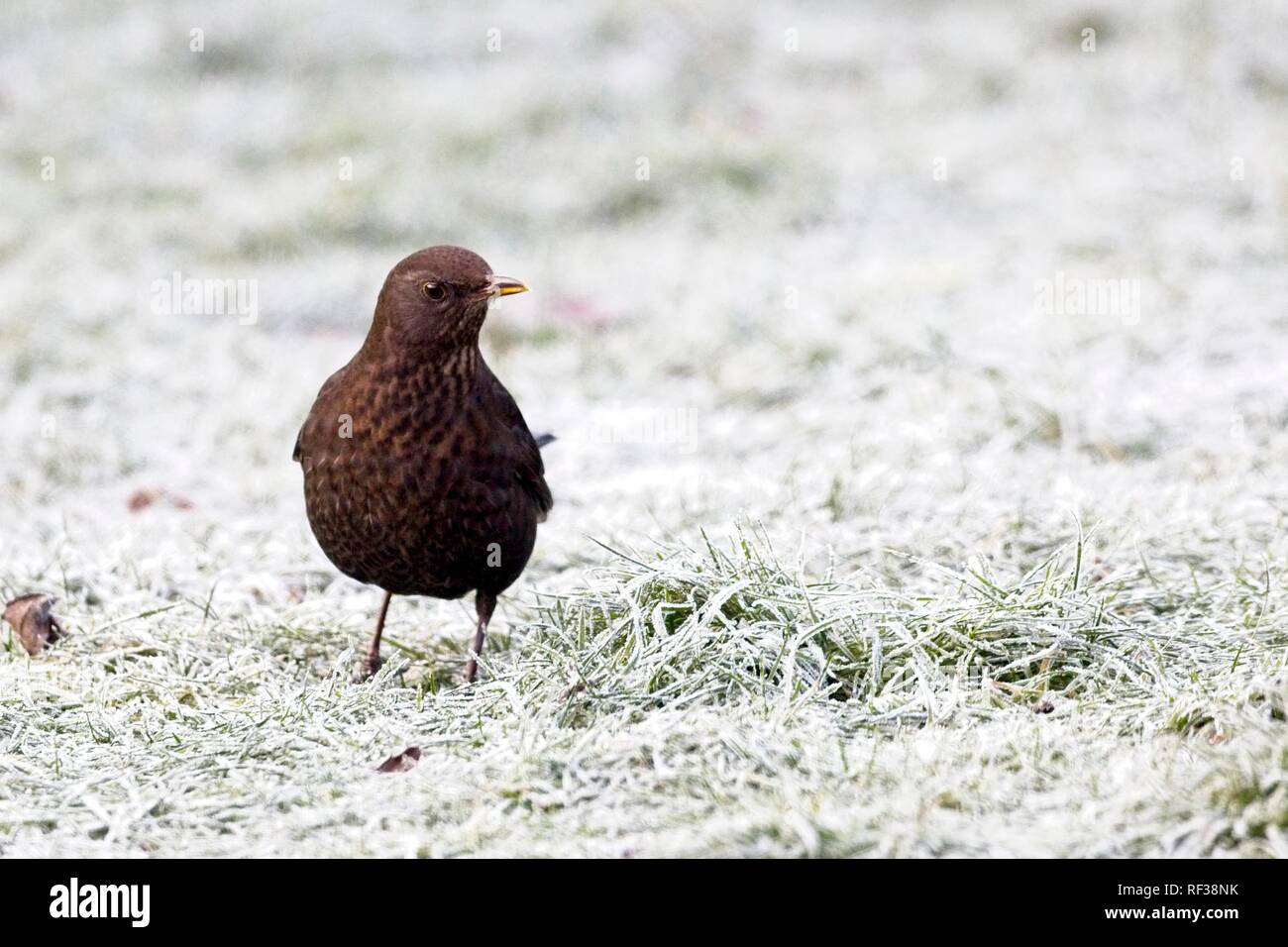 Blackbird will not overhaet or dehydrate hi-res stock photography and  images - Alamy