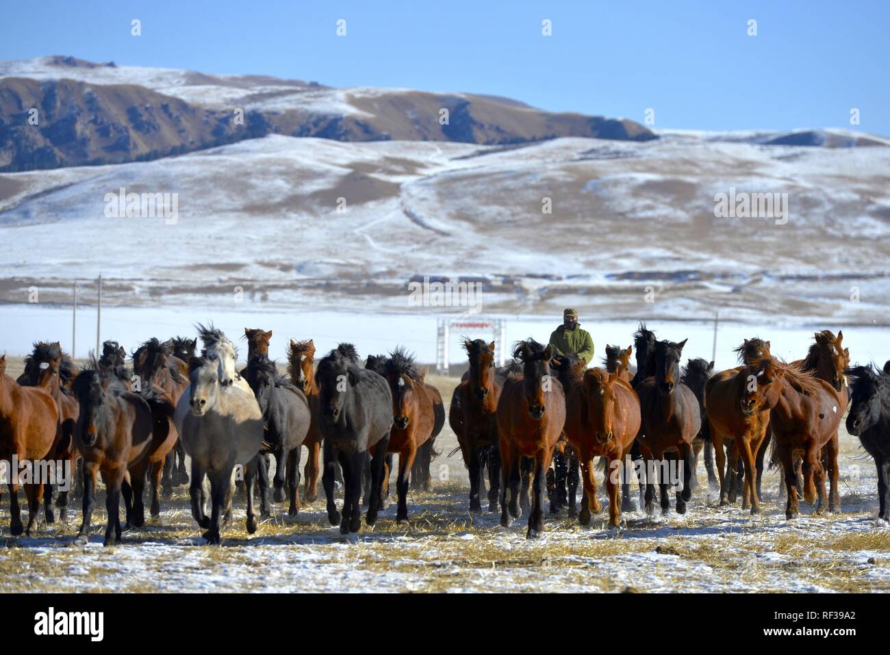 Shandan, China's Gansu Province. 23rd Jan, 2019. A herdsman keeps the herd together at the snow-covered Shandan Ranch with the Qilian Mountains in the background in Shandan County of Zhangye City, northwest China's Gansu Province, Jan. 23, 2019. Credit: Li Xiao/Xinhua/Alamy Live News Stock Photo