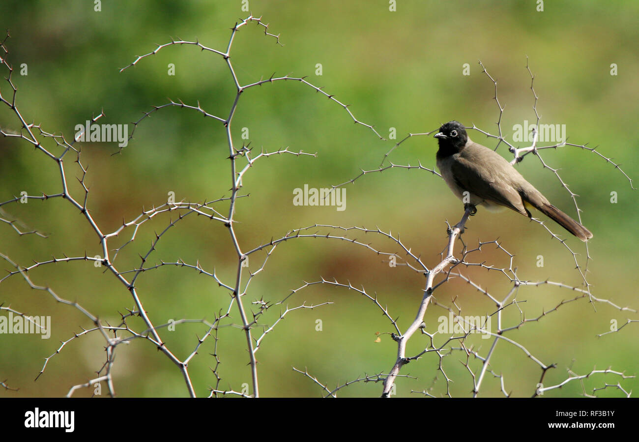 Tubas, West Bank, Palestinian Territory. 24th Jan, 2019. Bulbul bird