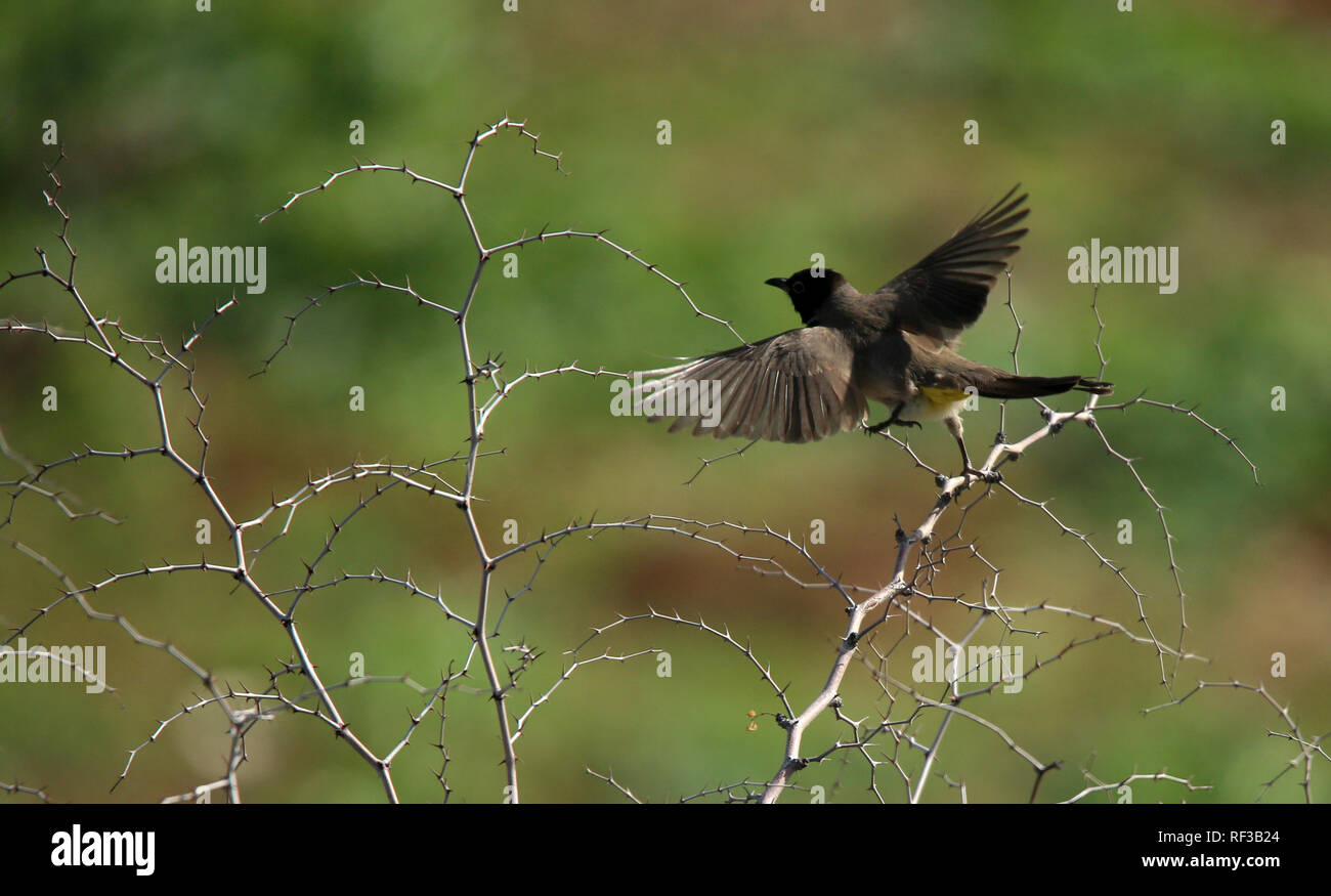 240119 hires stock photography and images Alamy