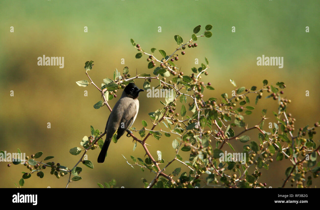 Bulbul sized hires stock photography and images Alamy