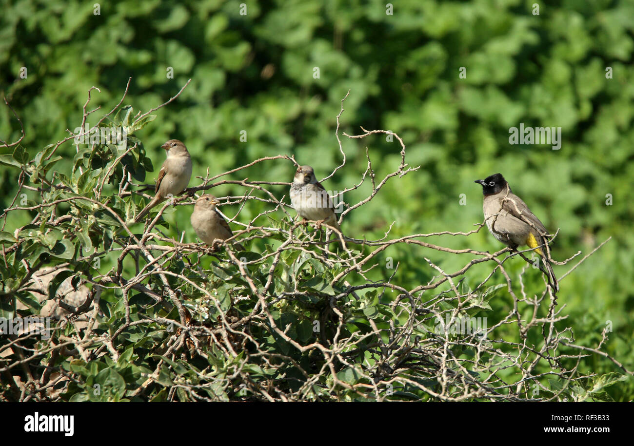 Passerine songbirds hires stock photography and images Alamy