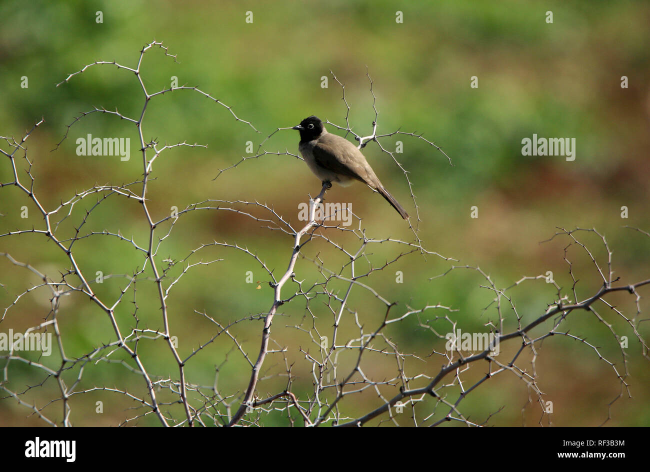 Tubas, West Bank, Palestinian Territory. 24th Jan, 2019. Bulbul bird ...