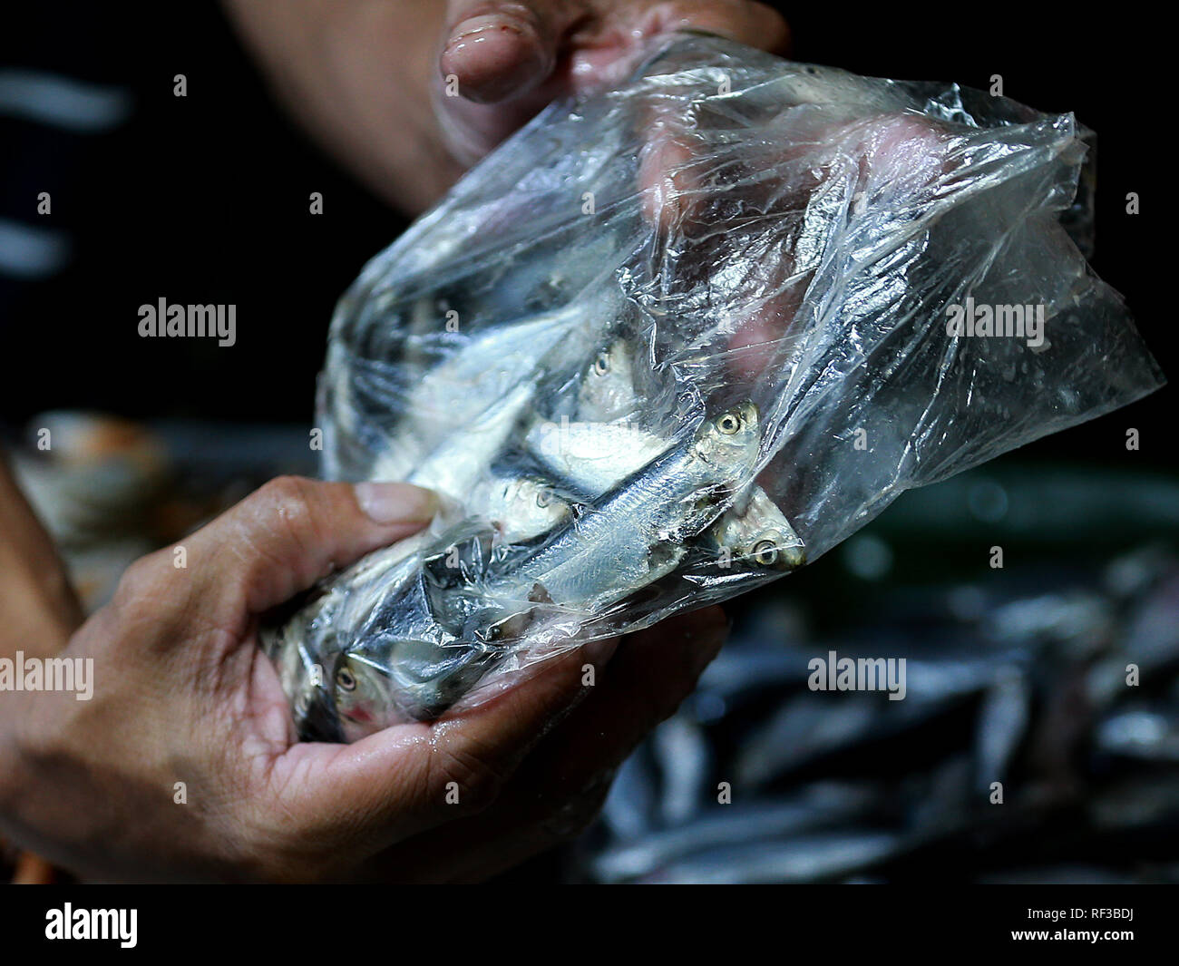 Freshwater sardinella hires stock photography and images Alamy