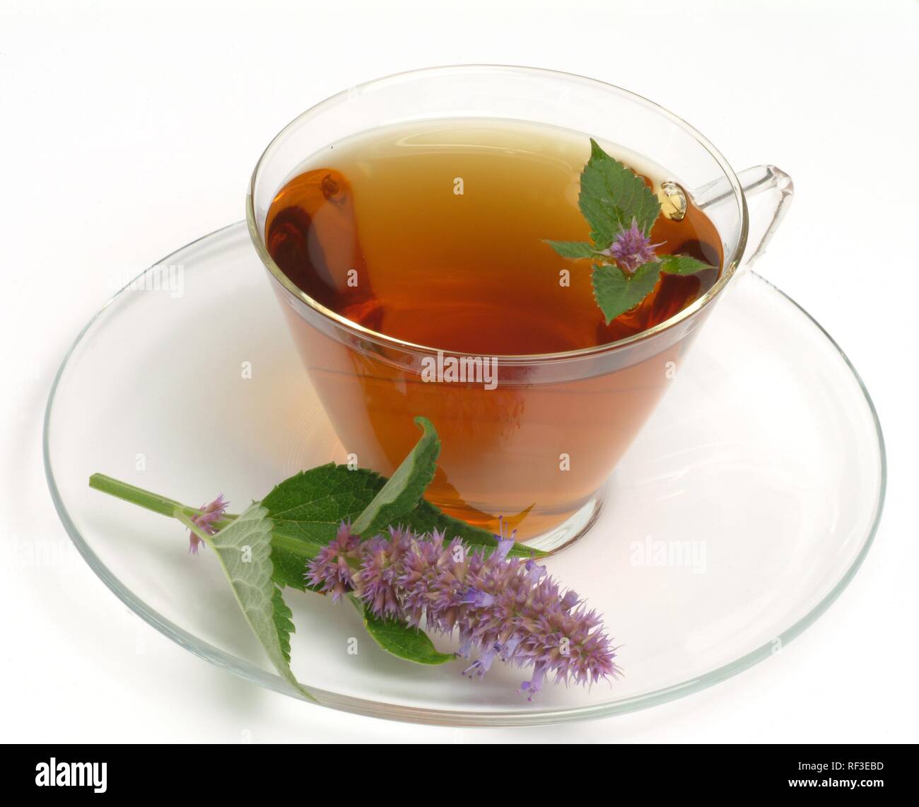 Giant Hyssop (Agastache foeniculum), herbal tea Stock Photo