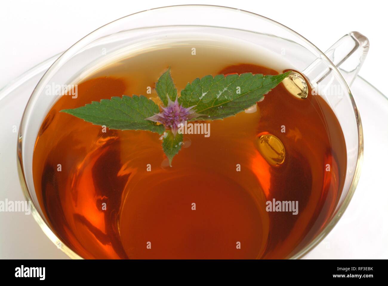 Giant Hyssop (Agastache foeniculum), herbal tea Stock Photo