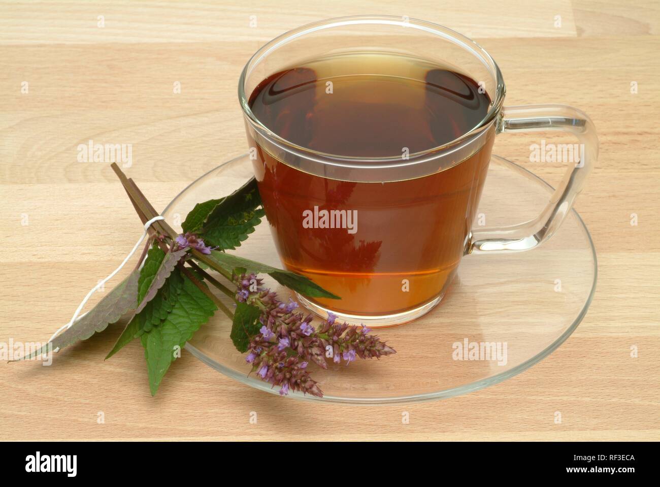 Korean Mint or Korean Hyssop (Agastache rugosa), herbal tea Stock Photo Alamy