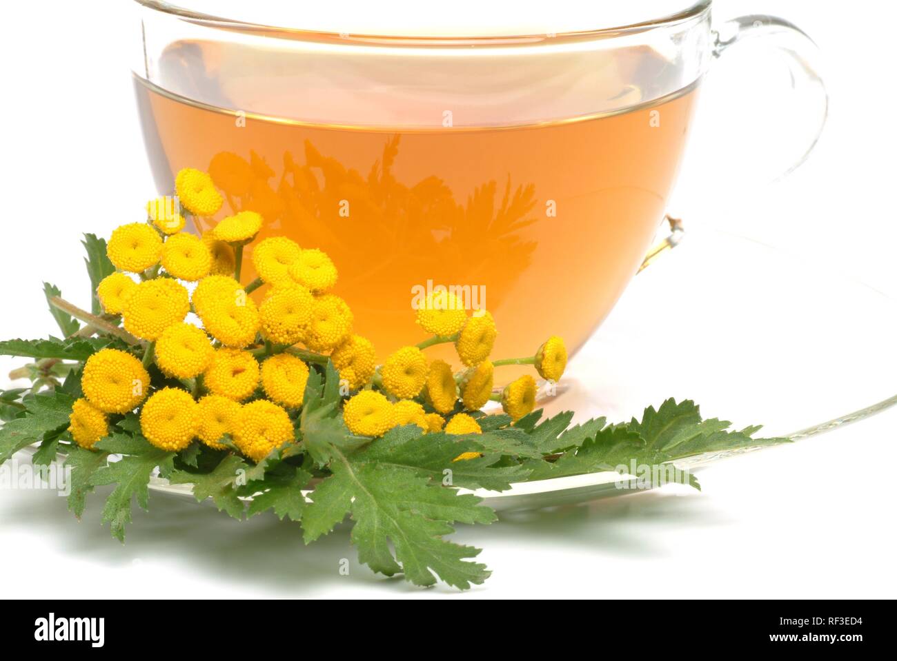 Tansies or Golden Buttons (Tanacetum vulgare, Chrysanthemum vulgare), herbal tea Stock Photo