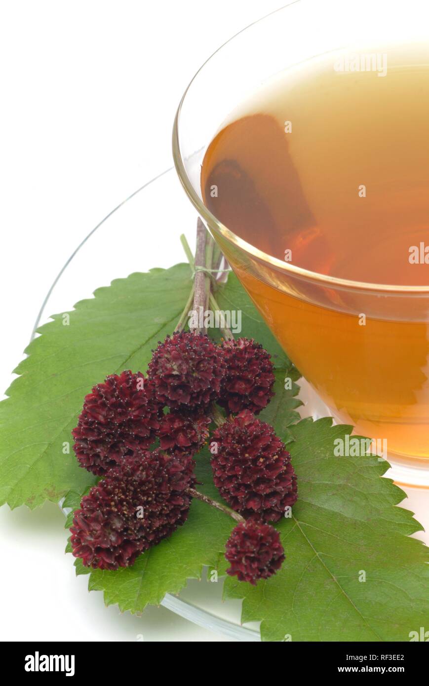 Great Burnet (Sanguisorba officinalis), medicinal plant, herbal tea Stock Photo