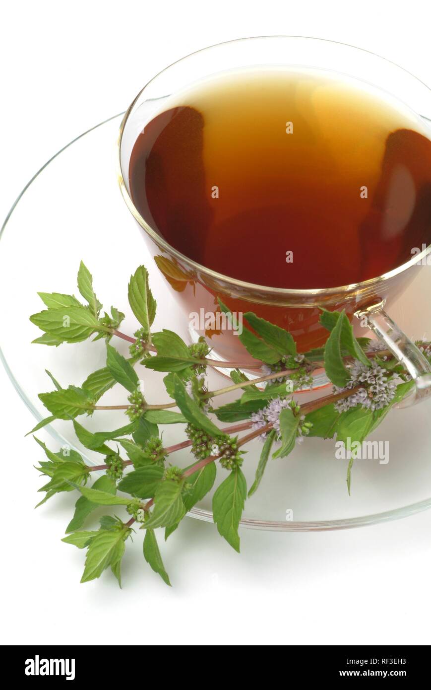 Peppermint (Mentha x piperita), peppermint tea, herbal tea Stock Photo