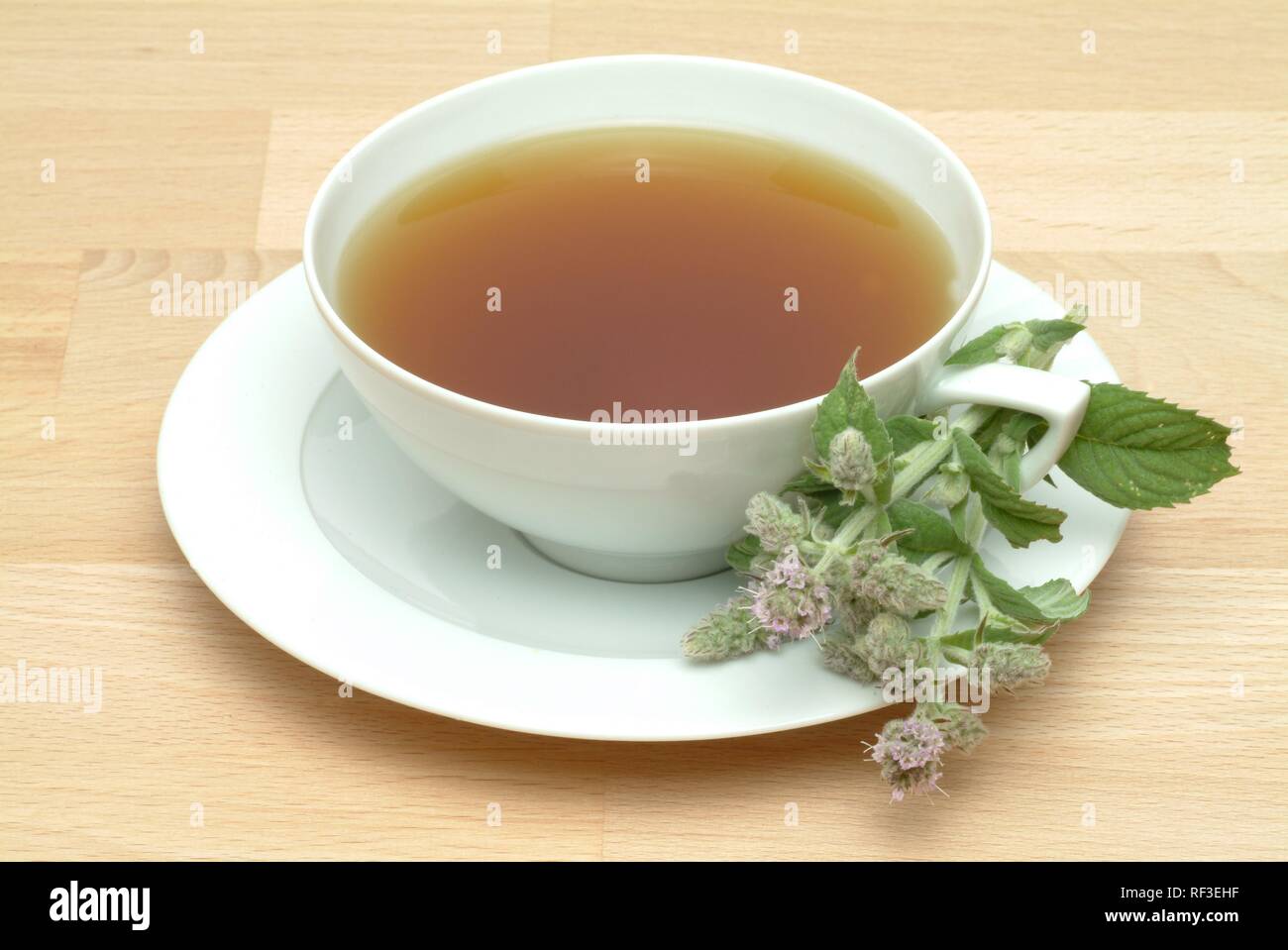 Horse Mint (Mentha longifolia), herbal tea Stock Photo